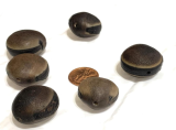 Ox Eye Deer's Eye Mucuna Sea Bean Seeds | Mucuna urens | Natural Dark Brown Tropical Vine