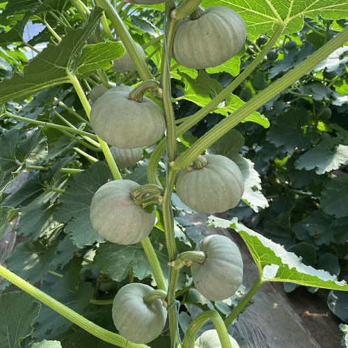 Silver Baby Chestnut Pumpkin Seeds | Cucurbita pepo | Smooth Silver Grey Mini High Yield Squash