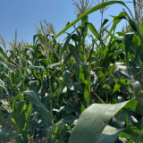 'Minuo 1157' F1 Yellow Waxy Corn Seeds | Zea mays | Early Giant Ear Fragrant Sweet Sticky Northeast Fresh Corn