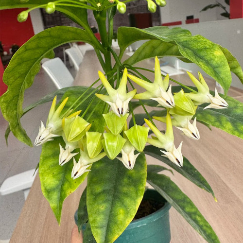 Shooting Star Hoya Stem Cuttings | Hoya multiflora | Unique Rocket-Shaped Pale Yellow White Spire Wax Vine