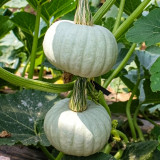 Silver Baby Chestnut Pumpkin Seeds | Cucurbita pepo | Smooth Silver Grey Mini High Yield Squash