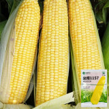 'Minuo 1157' F1 Yellow Waxy Corn Seeds | Zea mays | Early Giant Ear Fragrant Sweet Sticky Northeast Fresh Corn