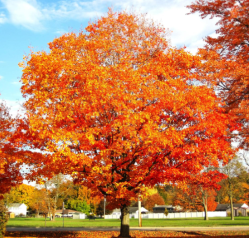 Sugar Maple Tree Seeds | Acer saccharum | Canadian Sweet Syrup Orange Fall Shade Tree