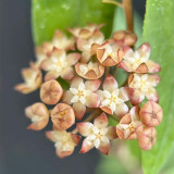 Hard Leaf Hoya Stem Cuttings | Hoya rigidifolia | Extra Stiff Thick Leather Leaf Pale Pink Wax Vine