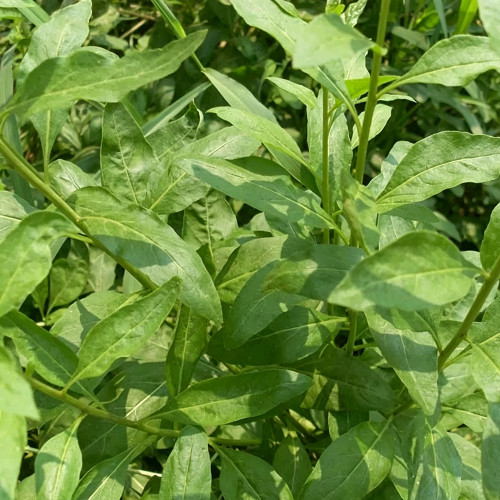 Fruitless Edible Leaf Wolfberry Seeds | Lycium barbarum | Tender Young Goji Sprout Culinary Vegetable