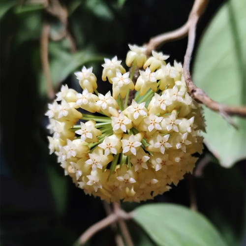 Thick Crown Hoya Stem Cuttings | Hoya incrassata | Robust Thick Stem Cream Yellow Fuzzy Wax Vine