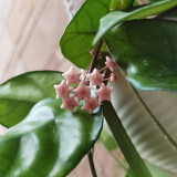 Jianfengling Hoya Stem Cuttings | Hoya jianfenglingensis | Striped Dark Vein Pink White Fragrant Wax Vine