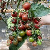 Dream Purple Cherry Tomato Seeds | Solanum lycopersicum | High Sugar Brown-Purple TY Virus Resistant Mini Fruit