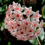 Jianfengling Hoya Stem Cuttings | Hoya jianfenglingensis | Striped Dark Vein Pink White Fragrant Wax Vine