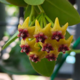Cinnamon Scent Hoya Cuttings | Hoya cumingiana | Compact Bushy Golden Yellow Red-Center Wax Vine