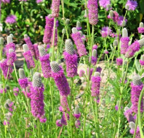 Purple Prairie Clover Wildflower Seeds | Dalea purpurea | Nitrogen Fixing Drought Cold Hardy Plant