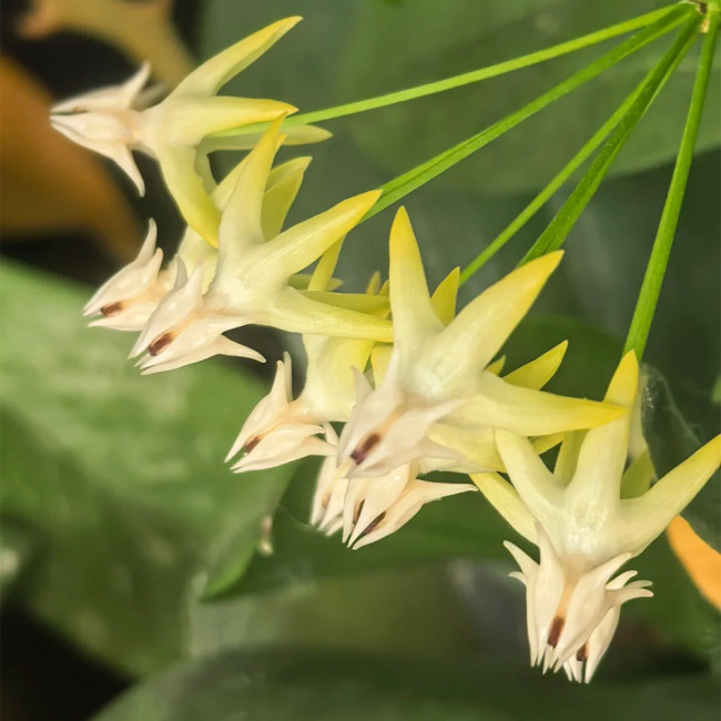 Shooting Star Hoya Stem Cuttings | Hoya multiflora | Unique Rocket-Shaped Pale Yellow White Spire Wax Vine