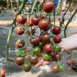 Dream Purple Cherry Tomato Seeds | Solanum lycopersicum | High Sugar Brown-Purple TY Virus Resistant Mini Fruit