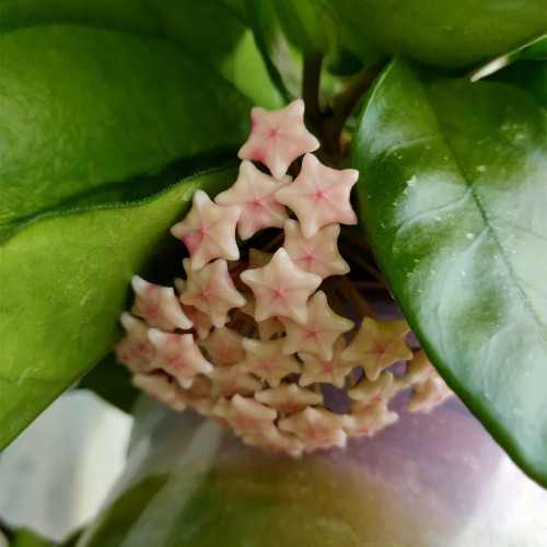 Jianfengling Hoya Stem Cuttings | Hoya jianfenglingensis | Striped Dark Vein Pink White Fragrant Wax Vine