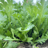 Heat Resistant Garland Chrysanthemum Seeds | Chrysanthemum coronarium | Medium Leaf Aromatic Crown Daisy Veggie