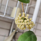 Thick Crown Hoya Stem Cuttings | Hoya incrassata | Robust Thick Stem Cream Yellow Fuzzy Wax Vine