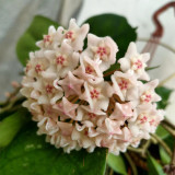 Jianfengling Hoya Stem Cuttings | Hoya jianfenglingensis | Striped Dark Vein Pink White Fragrant Wax Vine
