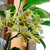 Shooting Star Hoya Stem Cuttings | Hoya multiflora | Unique Rocket-Shaped Pale Yellow White Spire Wax Vine