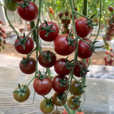 Dream Purple Cherry Tomato Seeds | Solanum lycopersicum | High Sugar Brown-Purple TY Virus Resistant Mini Fruit