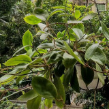 Thick Crown Hoya Stem Cuttings | Hoya incrassata | Robust Thick Stem Cream Yellow Fuzzy Wax Vine