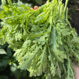 Heat Resistant Garland Chrysanthemum Seeds | Chrysanthemum coronarium | Medium Leaf Aromatic Crown Daisy Veggie