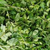 Fruitless Edible Leaf Wolfberry Seeds | Lycium barbarum | Tender Young Goji Sprout Culinary Vegetable