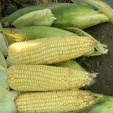 'Minuo 1157' F1 Yellow Waxy Corn Seeds | Zea mays | Early Giant Ear Fragrant Sweet Sticky Northeast Fresh Corn