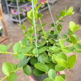 Cinnamon Scent Hoya Cuttings | Hoya cumingiana | Compact Bushy Golden Yellow Red-Center Wax Vine