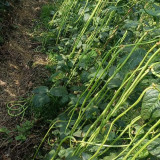 Jiaduobao Yardlong Bean Seeds | Vigna unguiculata | 75cm Glossy Green Low Fiber High Double-Pod Cowpea