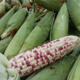 'Huanai 106' Color Sweet Waxy Corn Seeds F1 | Zea mays | Large Ear Red White Bi-Color Sweet Glutinous Fruit Maize