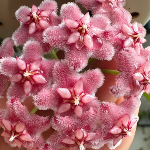 Pink Dragon Hoya Stem Cuttings | Hoya pubicalyx 'Pink Dragon' | Fuzzy Pale Pink Magenta-Center Fast Growing Wax Vine