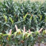 'Huanai 106' Color Sweet Waxy Corn Seeds F1 | Zea mays | Large Ear Red White Bi-Color Sweet Glutinous Fruit Maize