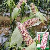 'Huanai 106' Color Sweet Waxy Corn Seeds F1 | Zea mays | Large Ear Red White Bi-Color Sweet Glutinous Fruit Maize