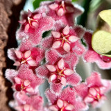 Pink Dragon Hoya Stem Cuttings | Hoya pubicalyx 'Pink Dragon' | Fuzzy Pale Pink Magenta-Center Fast Growing Wax Vine