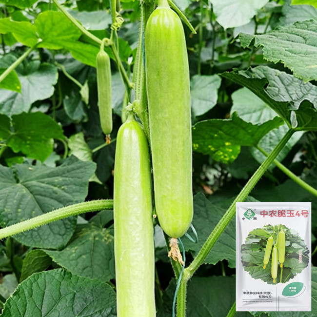 'Zhongnong Cuiyu No.4' Fruit Cucumber Seeds F1 | Cucumis sativus | Spineless Pale Green Crisp Sweet Raw Snack Melon