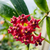 Lobb's Hoya Stem Cuttings | Hoya lobbii | Glossy Lance Leaf Bright Red Cream-Center Rare Wax Vine
