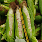'Huanai 106' Color Sweet Waxy Corn Seeds F1 | Zea mays | Large Ear Red White Bi-Color Sweet Glutinous Fruit Maize