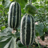'Boyang No.9' Sesame Honey Melon Seeds F1 | Cucumis melo | Green Striped Thin Rind Crisp High Sugar Muskmelon