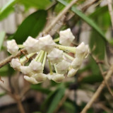 Jade Leaf Hoya Stem Cuttings | Hoya carnosa 'Jade' | Solid Glossy Jade Green Cream White Fragrant Wax Vine