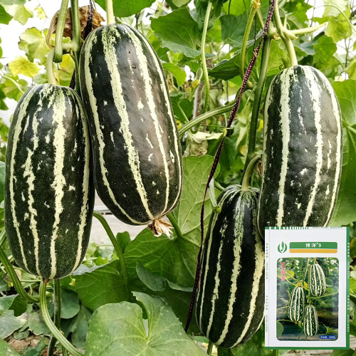 'Boyang No.9' Sesame Honey Melon Seeds F1 | Cucumis melo | Green Striped Thin Rind Crisp High Sugar Muskmelon