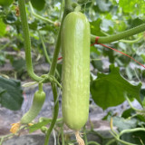'Zhongnong Cuiyu No.4' Fruit Cucumber Seeds F1 | Cucumis sativus | Spineless Pale Green Crisp Sweet Raw Snack Melon