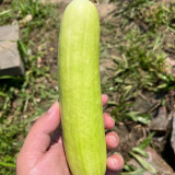'Zhongnong Cuiyu No.4' Fruit Cucumber Seeds F1 | Cucumis sativus | Spineless Pale Green Crisp Sweet Raw Snack Melon