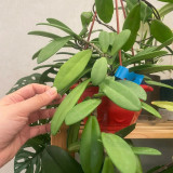 Jade Leaf Hoya Stem Cuttings | Hoya carnosa 'Jade' | Solid Glossy Jade Green Cream White Fragrant Wax Vine