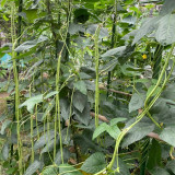 Jiaduobao Yardlong Bean Seeds | Vigna unguiculata | 75cm Glossy Green Low Fiber High Double-Pod Cowpea