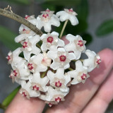 Jade Leaf Hoya Stem Cuttings | Hoya carnosa 'Jade' | Solid Glossy Jade Green Cream White Fragrant Wax Vine