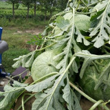 Green Phoenix F1 Giant Watermelon Seeds | Citrullus lanatus | 'Lazy Man' Large Green Rind Red Flesh Melon