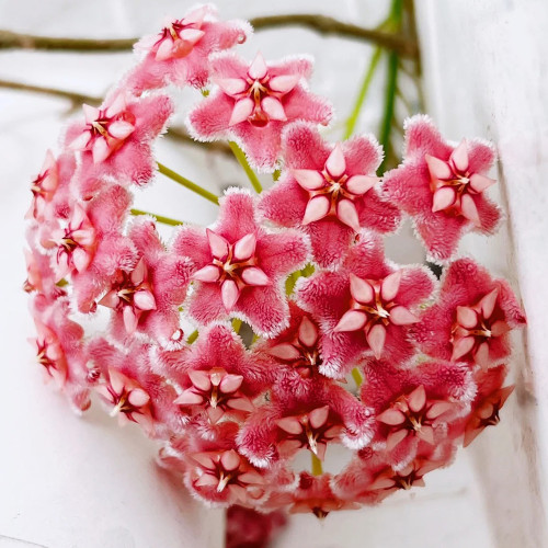 Pink Dragon Hoya Stem Cuttings | Hoya pubicalyx 'Pink Dragon' | Fuzzy Pale Pink Magenta-Center Fast Growing Wax Vine