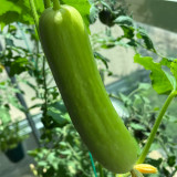 'Zhongnong Cuiyu No.4' Fruit Cucumber Seeds F1 | Cucumis sativus | Spineless Pale Green Crisp Sweet Raw Snack Melon