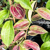 Red Back Mary Hoya Stem Cuttings | Hoya merrillii | Thick Veined Red Underside Apricot Yellow Wax Vine