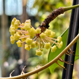 Red Back Mary Hoya Stem Cuttings | Hoya merrillii | Thick Veined Red Underside Apricot Yellow Wax Vine